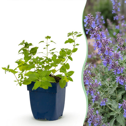 Nepeta faassenii 'Six Hills Giant' en pot, feuillage vert citron, accolé à une photo d'une haie fleurie aux épis de fleurs lavande.