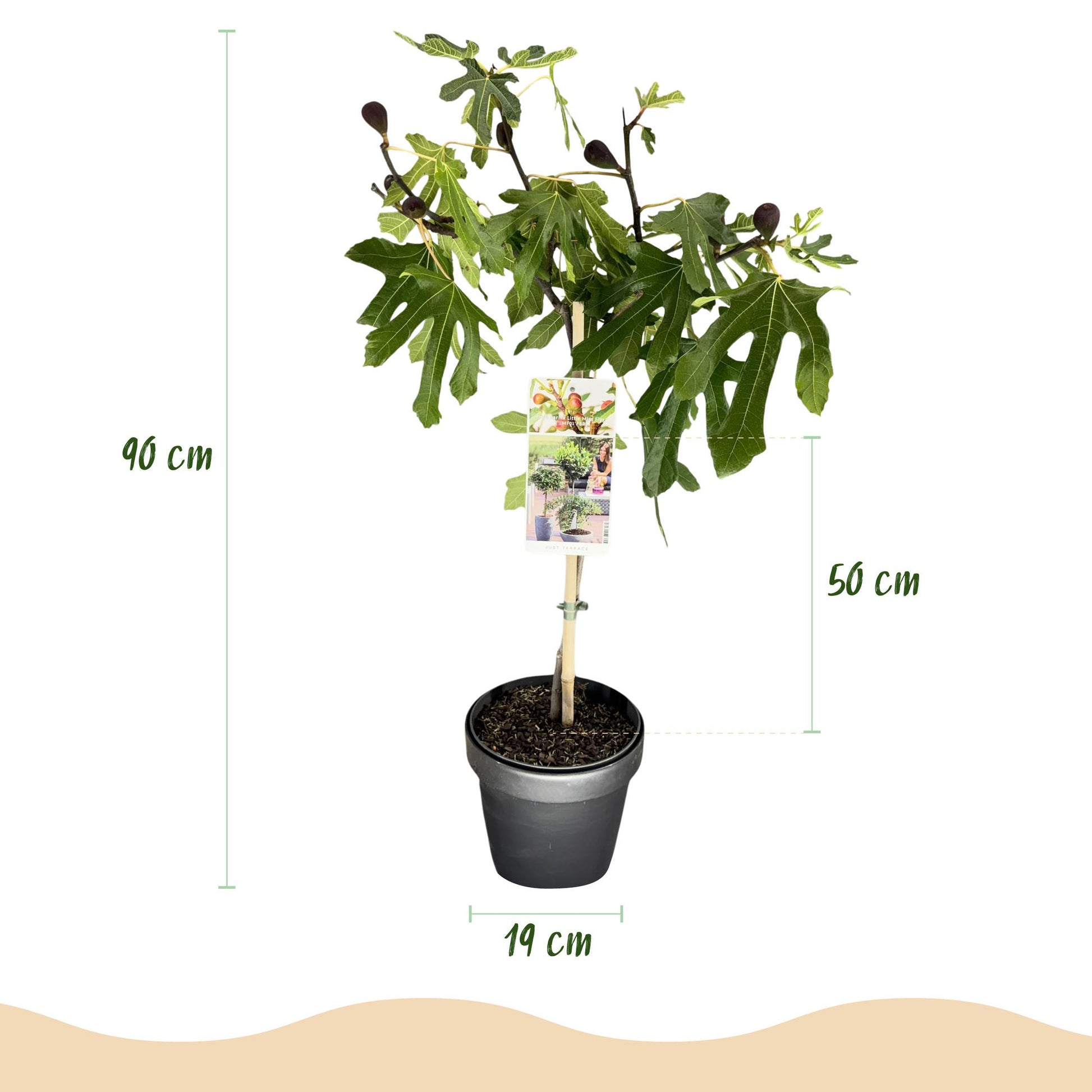 Ficus carica Little Miss Figgy. Infographie montrant les dimensions d'un figuier en pot de 19cm : hauteur totale 90cm, hauteur du feuillage 
