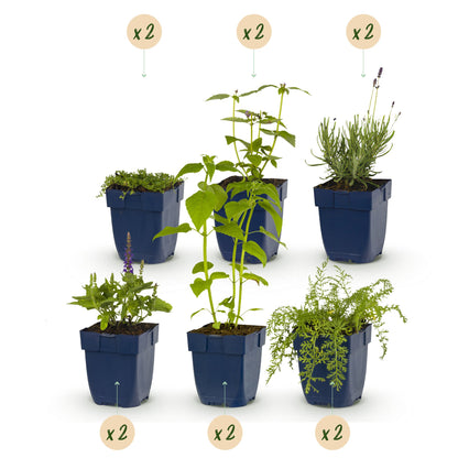 Pack de vivaces parfumées pour massif, Lot de 6, Pot 11 cm, Hauteur 15-25 cm - 12 plants