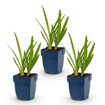 Agapanthe bleue - lot de 3 plants en pot de 11 cm