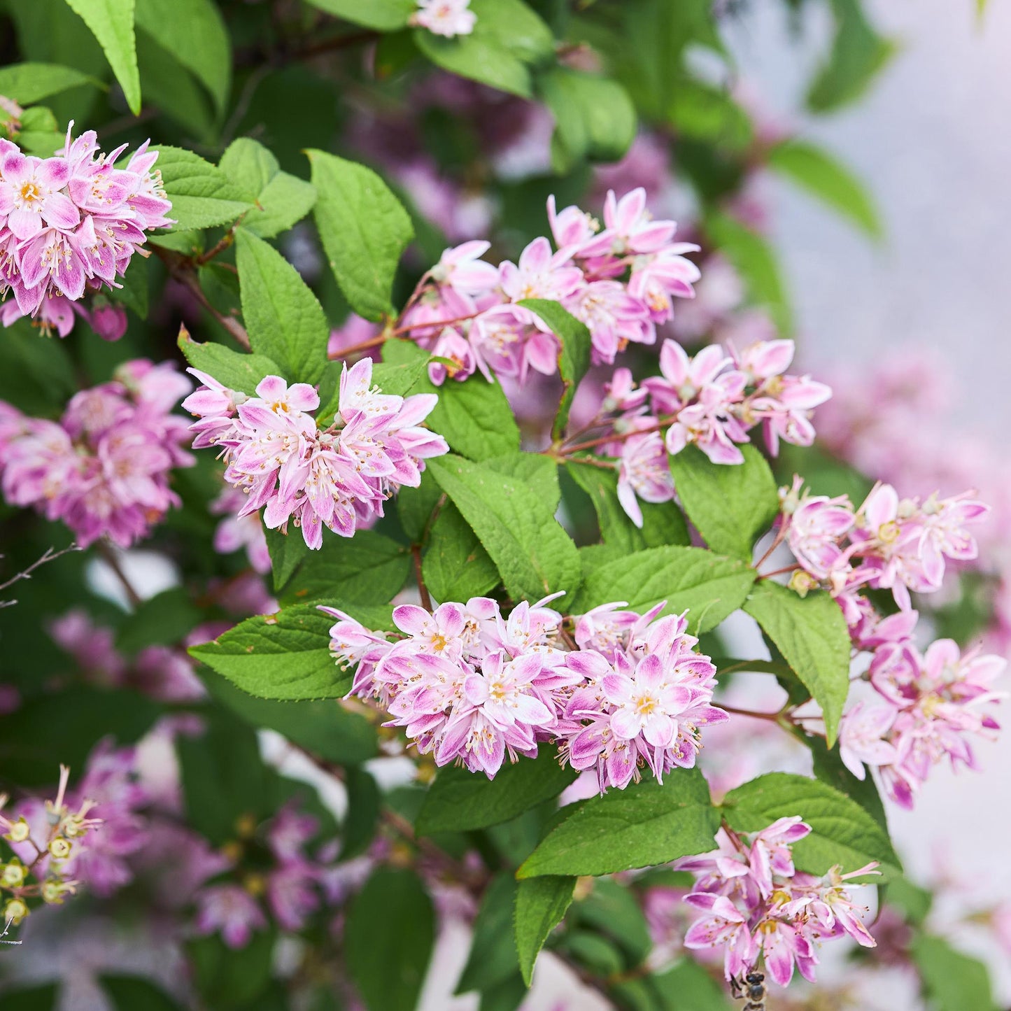 Deutzia hybrida Strawbery Fields, gros plan sur ses charmantes fleurs roses et blanches aux cœurs dorés, entourées de feuilles vertes.