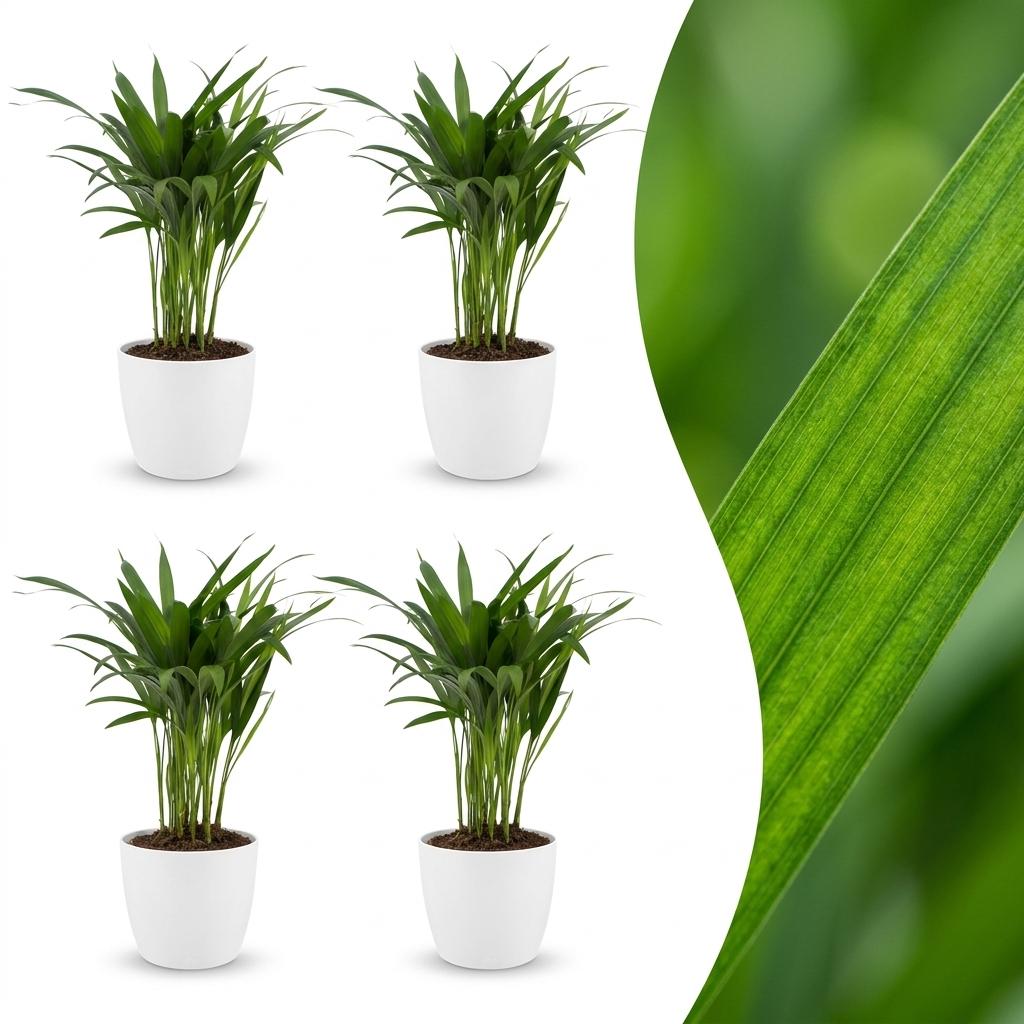 Areca Lutescens - Palmier Areca - Pot de 12cm - 4 plantes - Blanc