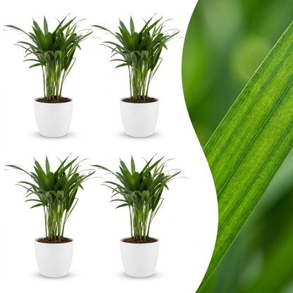 Areca Lutescens - Palmier Areca - Pot de 12cm - 4 plantes - Blanc