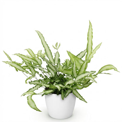 Plante d'intérieur - Pteris cretica Albolineata - Fougère ruban - Plante amicale pour les animaux - Vert - 1 Plante - avec Potter Blanc - Pot 12cm - Hauteur 20cm