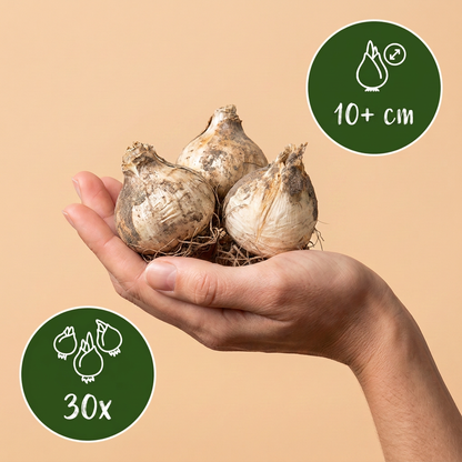 Bulbes d'Ail d'ornement 'Miami' tenus dans une main, lot de 30 bulbes.