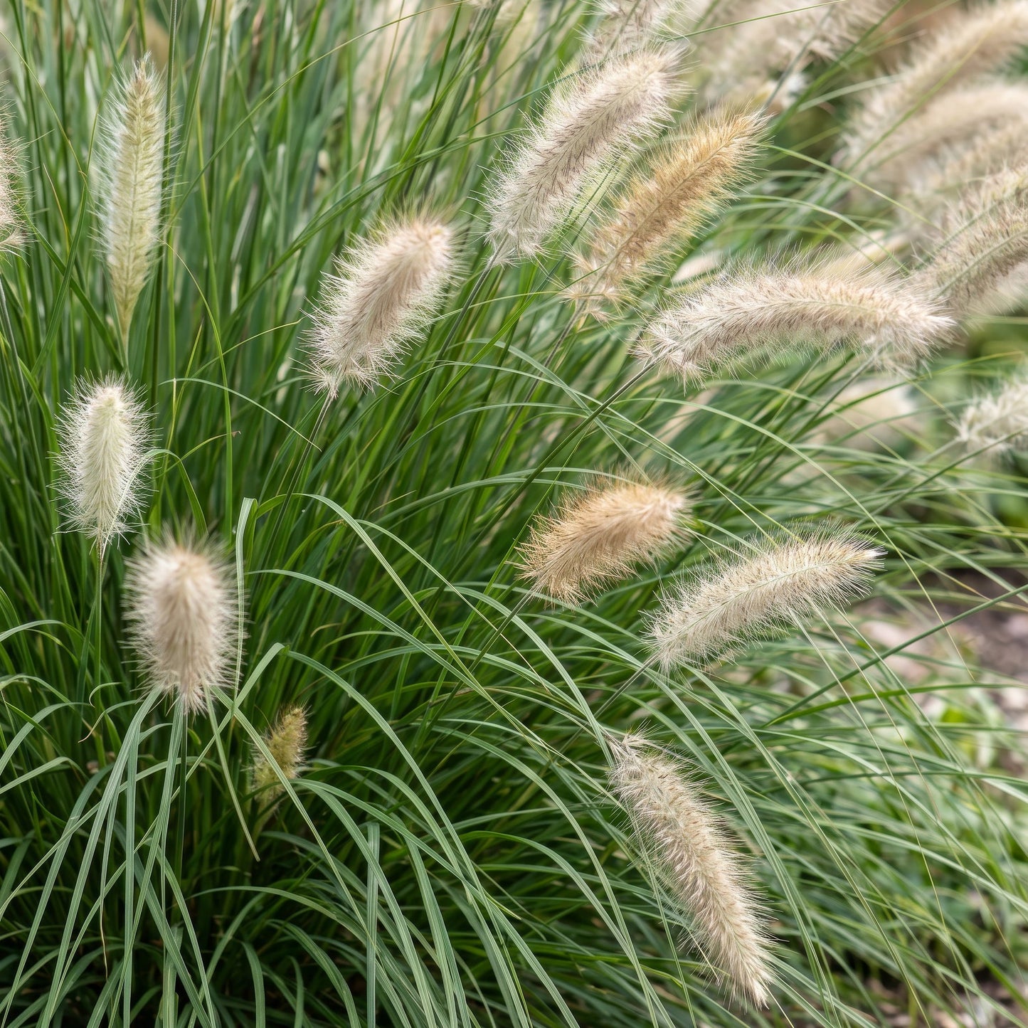 Pennisetum alop. Hameln, ou Herbe à lampes, avec un gros plan sur ses épis duveteux beiges et son feuillage vert fin.