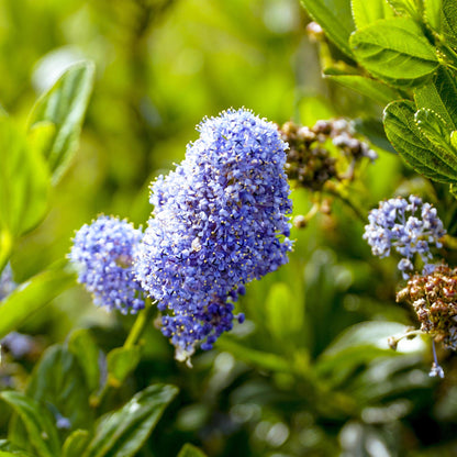 Ceanothus impressus Victoria. Gros plan sur ses grappes de fleurs violettes, entourées de feuillage vert dense et brillant.