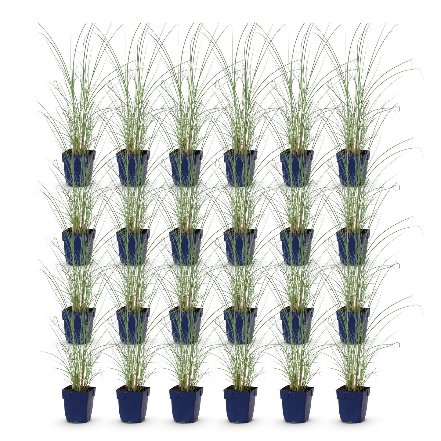 Miscanthus sin. Morning Light, lot de vingt-quatre plants de graminées aux feuilles vertes fines et longues, dans des pots bleus sur fond bl