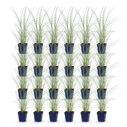 Miscanthus sin. Morning Light, lot de vingt-quatre plants de graminées aux feuilles vertes fines et longues, dans des pots bleus sur fond bl