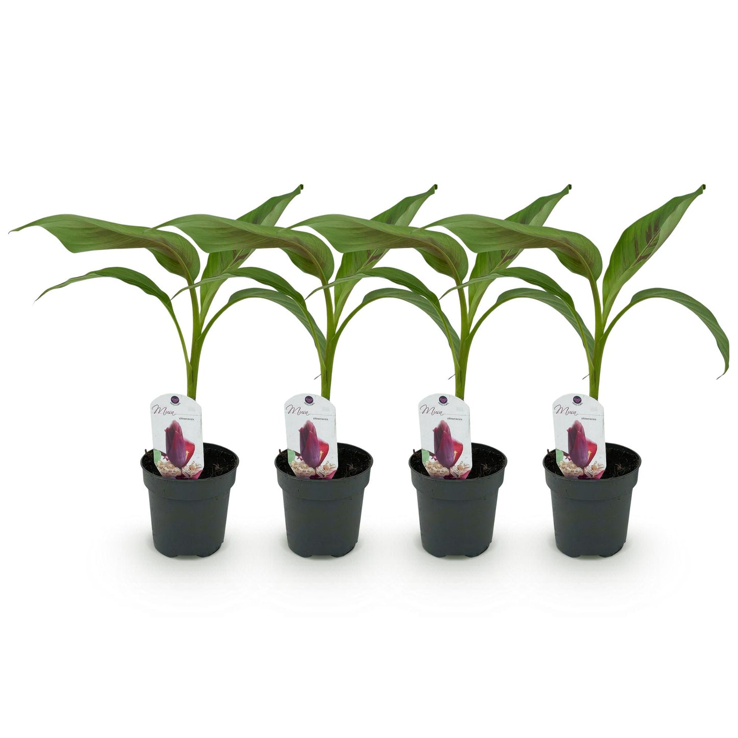 Musa sikkemensis Red Tiger. Quatre jeunes plants de bananier rouge rustique en pot noir, alignés sur fond blanc, avec étiquettes.