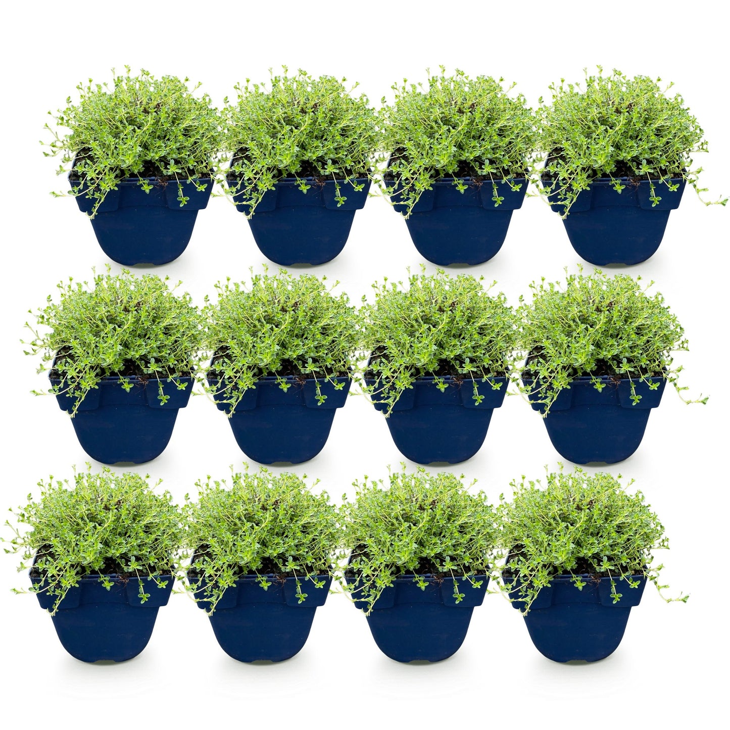 Thymus praecox Albiflorus, lot de douze plants de thym blanc rampant en pots bleus, feuillage vert vif sur fond blanc.
