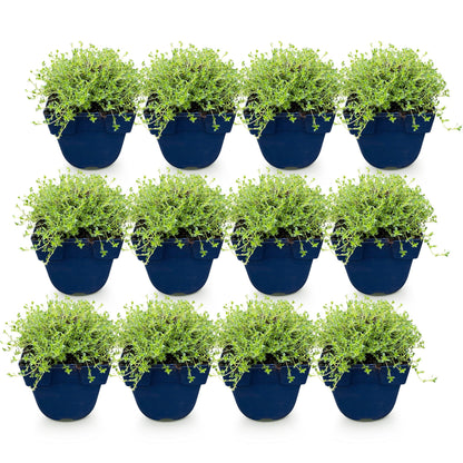 Thymus praecox Albiflorus, lot de douze plants de thym blanc rampant en pots bleus, feuillage vert vif sur fond blanc.