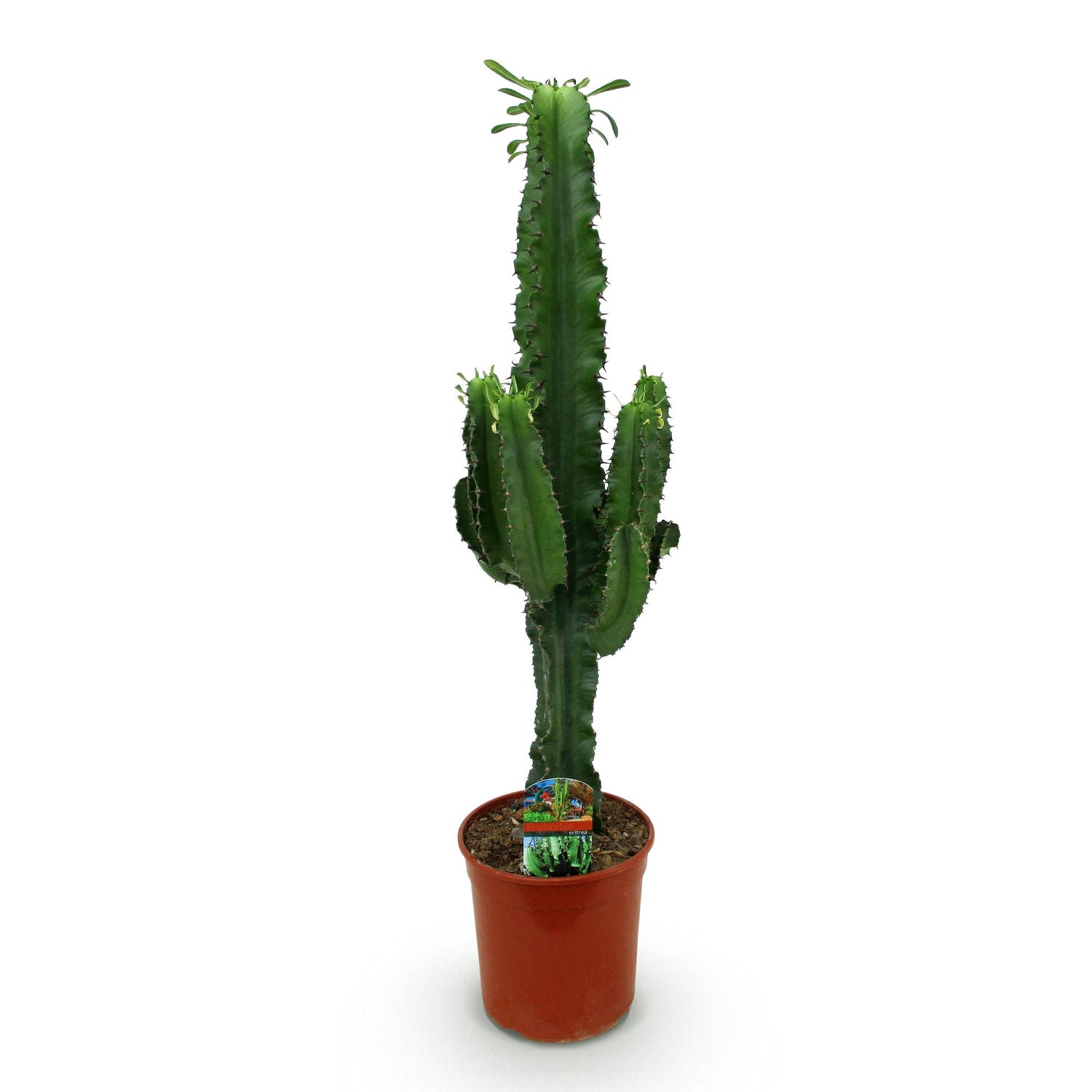 Euphorbia eritrea - Arbre à lait africain - Pot de 19cm - Hauteur 70cm - plantandstories