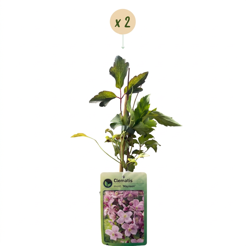 Clématite de montagne 'Mayleen' (Clematis montana) - grimpante parfumée