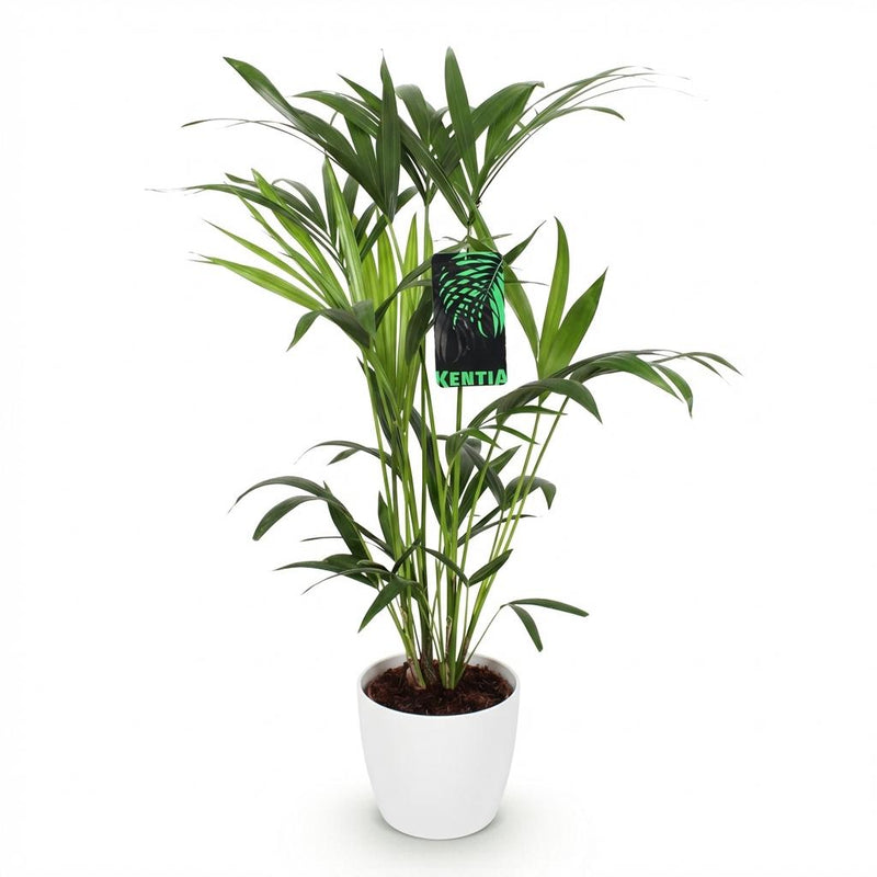 Howea Forsteriana - Kentia Palm - Pot de 19cm