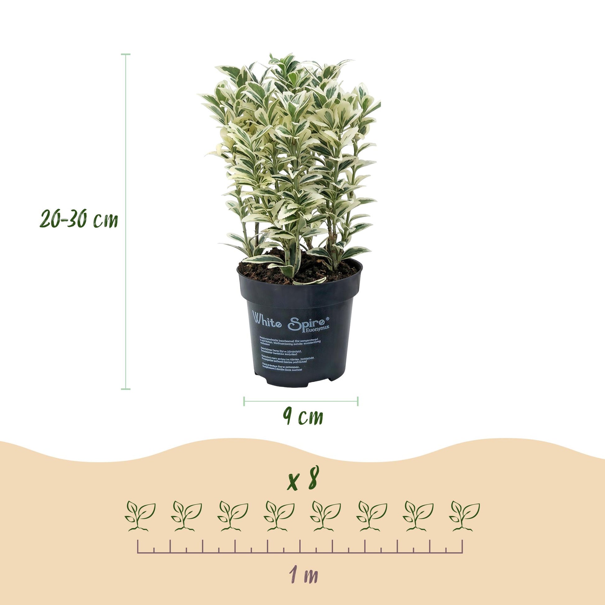 Euonymus japonicus White Spire en pot de 9 cm et de 20-30 cm de hauteur. Un schéma indique la plantation de 8 plants sur 1 mètre.