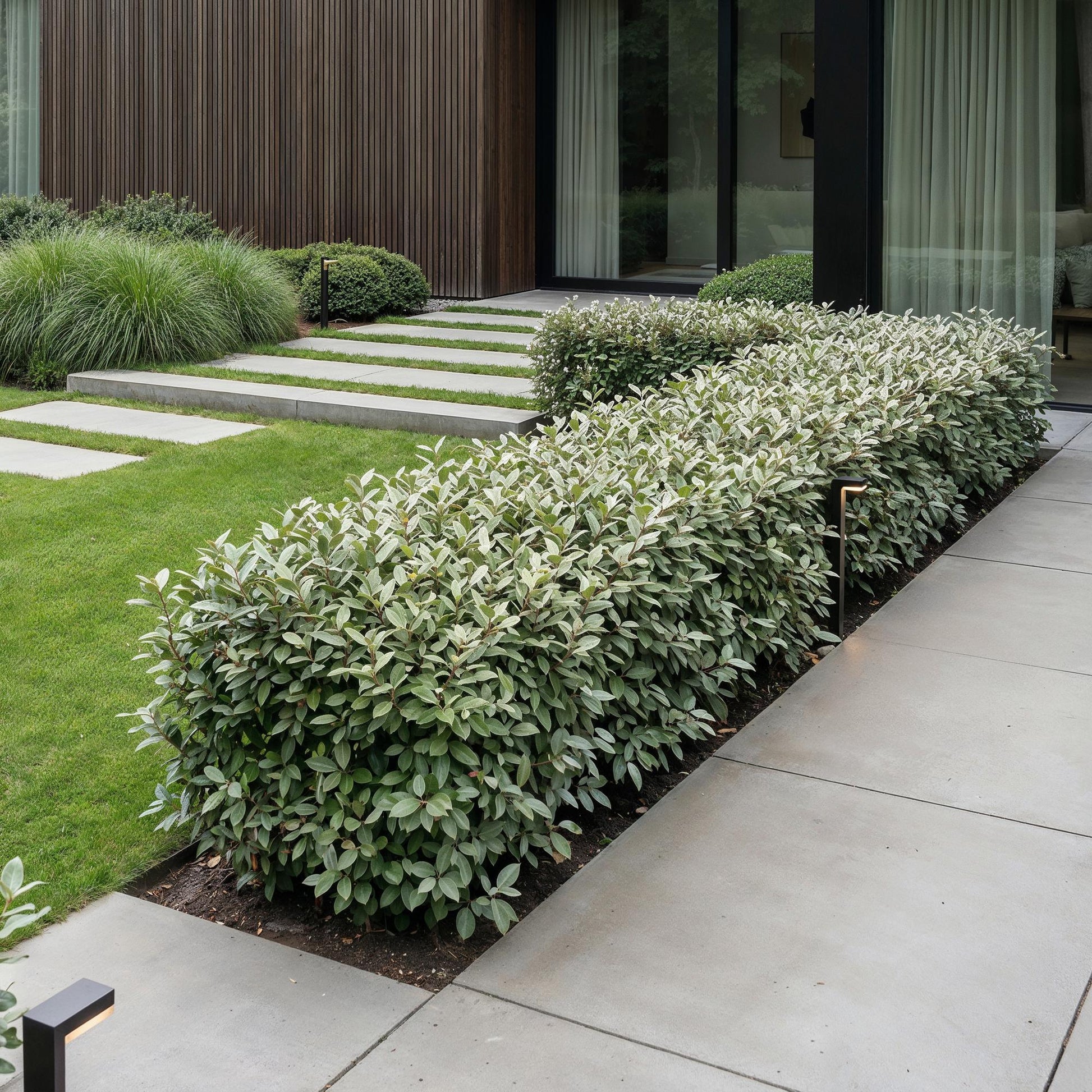 Elaeagnus ebbingei Compacta en haie luxuriante le long d'une allée moderne, avec un chemin en dalles traversant une pelouse verte.