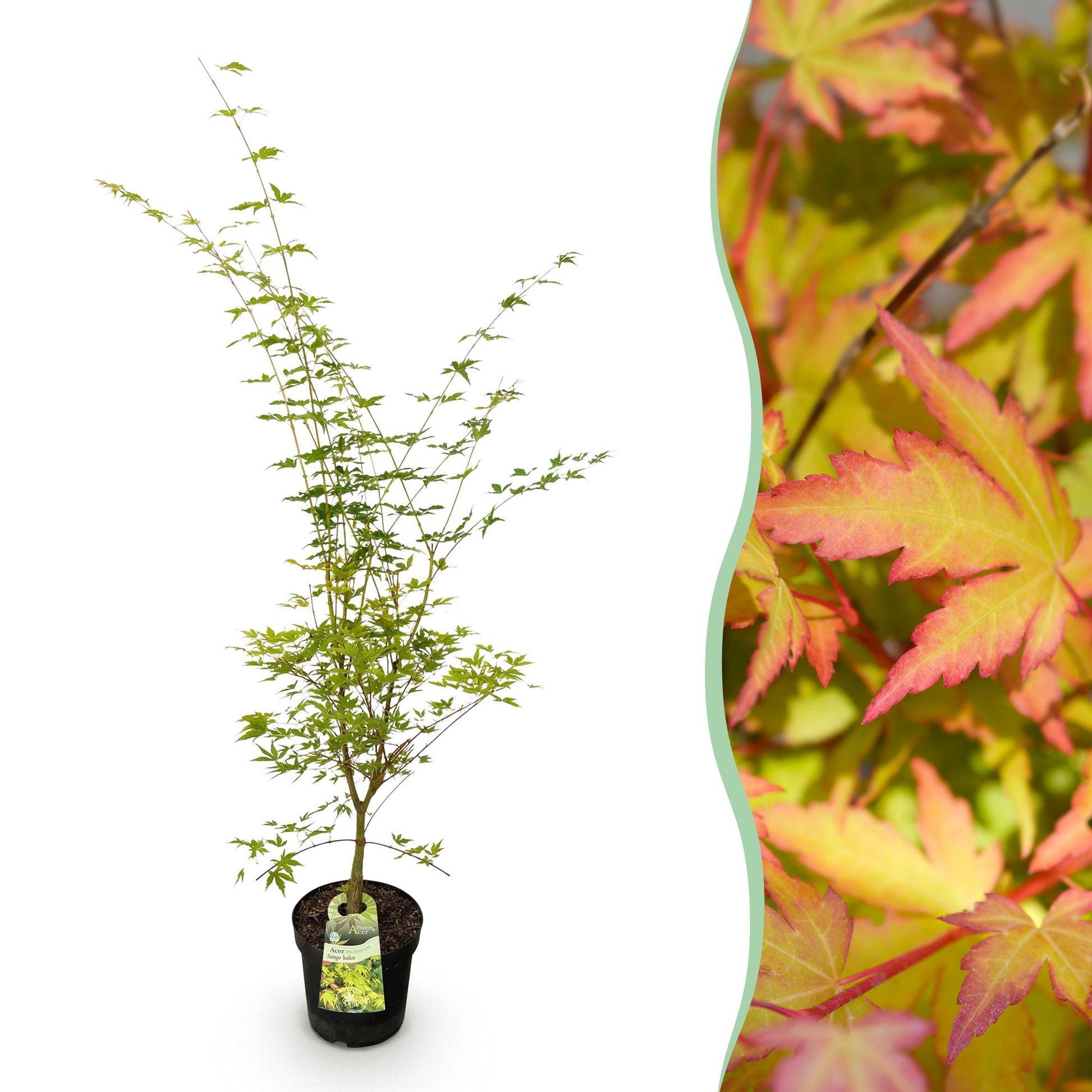 Acer palmatum Sangokaku, Érable japonais caduc en pot, avec un aperçu de son feuillage automnal aux teintes rouges et jaunes.