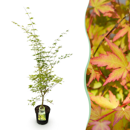 Acer palmatum Sangokaku, Érable japonais caduc en pot, avec un aperçu de son feuillage automnal aux teintes rouges et jaunes.