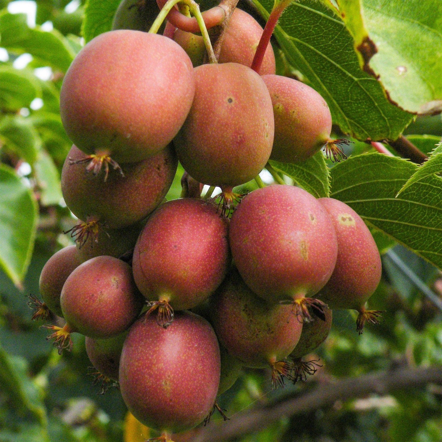 Actinidia deliciosa Ken's Red, grappe de kiwis à peau rouge en gros plan, suspendue à une branche avec des feuilles vertes.