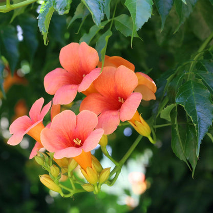 Campsis radicans Madame Galen, aussi appelée Fleur de Trompette, en gros plan : de belles fleurs orange-rose vibrantes avec leur feuillage v