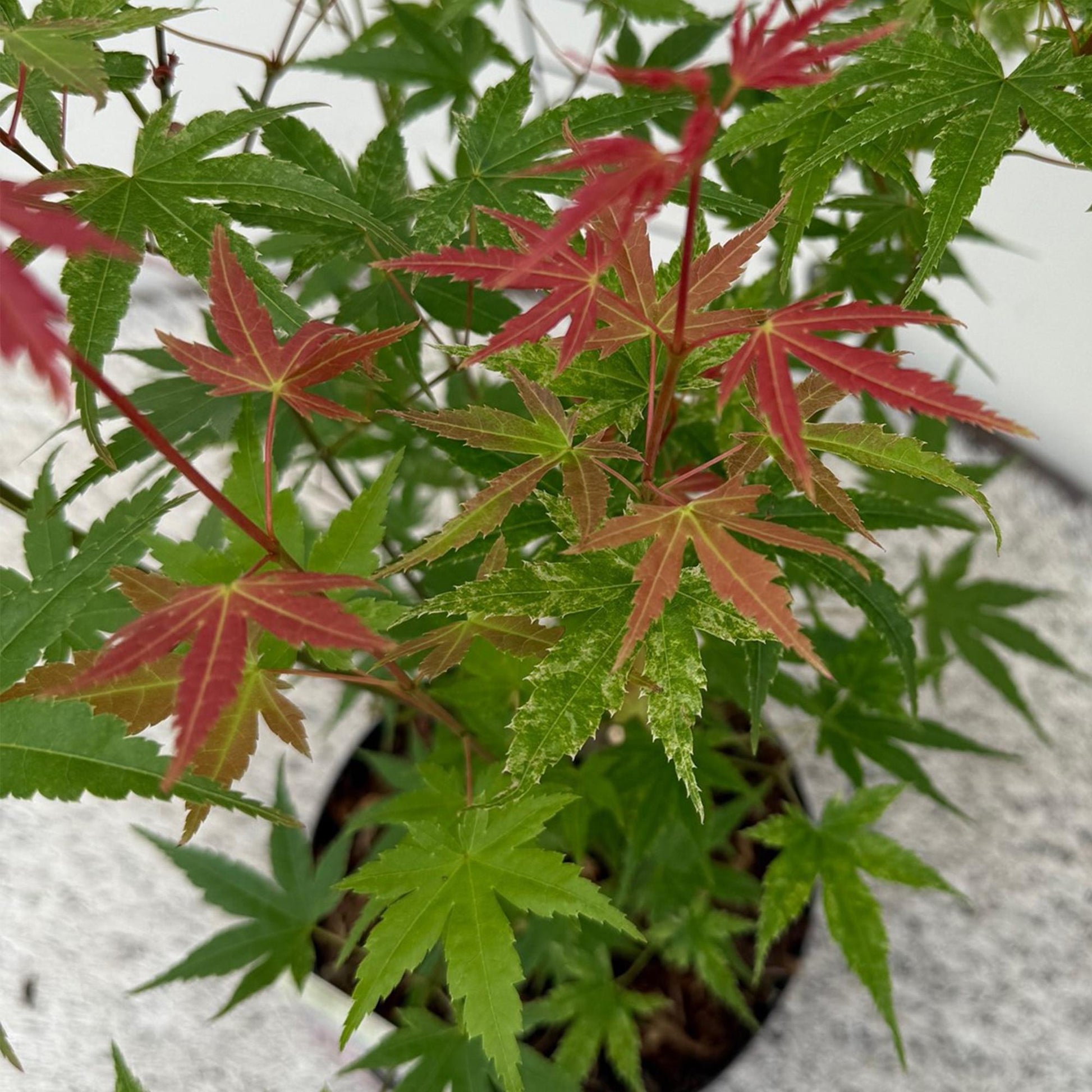 Acer palmatum Phoenix. Gros plan sur le feuillage vert et rose vif d'un jeune érable du Japon en pot.