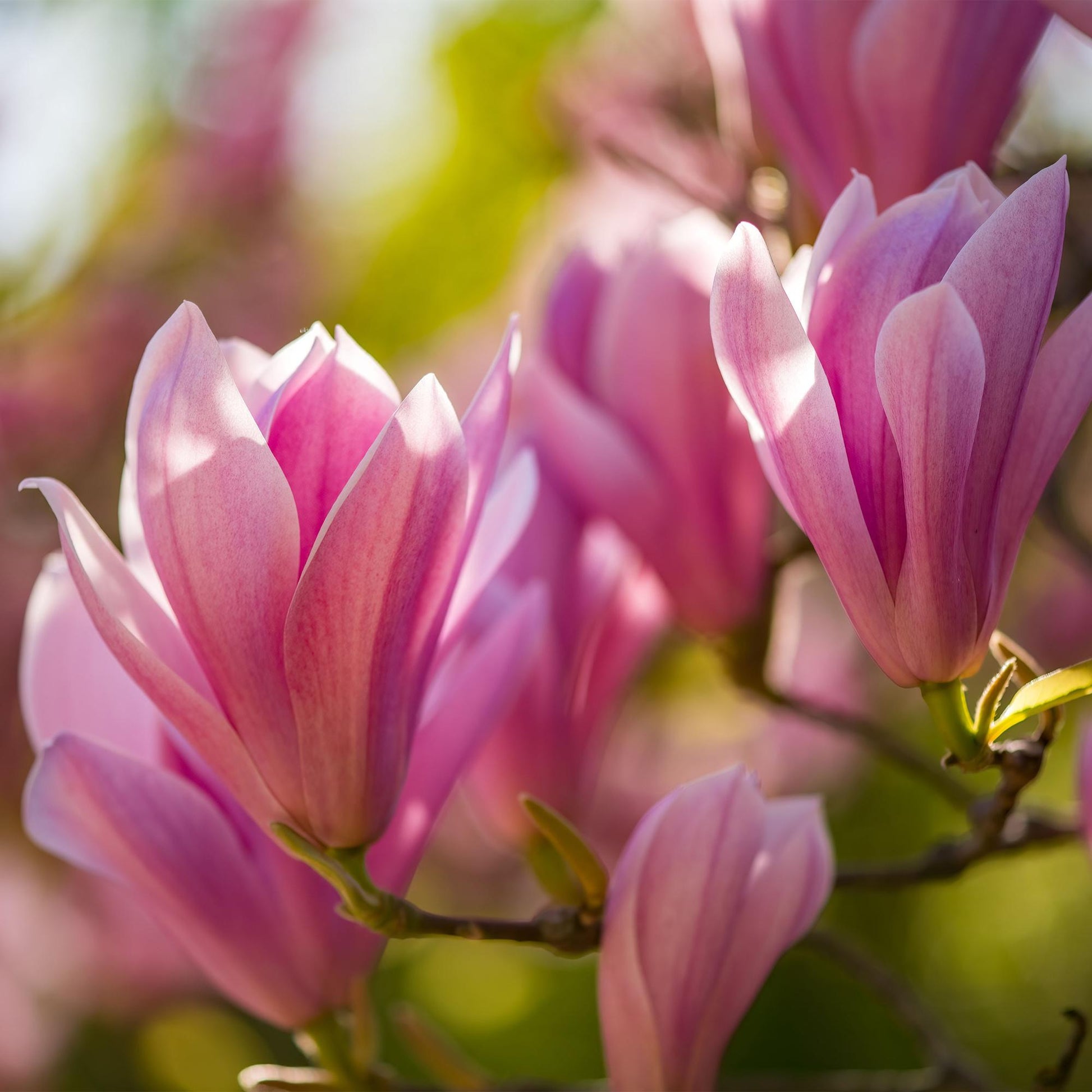 Magnolia Heaven Scent avec ses délicates fleurs roses au cœur tendre, baignées de lumière naturelle, symbolisant le printemps.