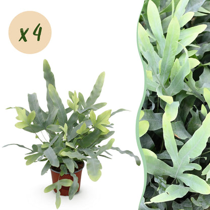 Une élégante Phlebodium aureum Blue Star, aussi appelée fougère bleue, avec son feuillage lobé d'un vert bleuté vif dans un pot de culture