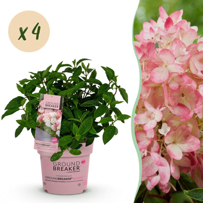 Hortensia Groundbreaker Blush. Un plant en pot rose avec feuillage vert et une pastille x4, et à côté gros plan de ses fleurs roses.