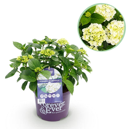 Hortensia Hydrangea Forever & Ever en pot de 23cm, en fleurs. Image principale de la plante entière, et gros plan des fleurs dans un médaill
