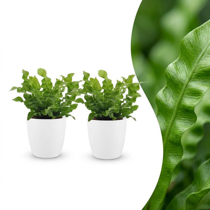 Deux belles Asplenium Crispy Wave avec leurs feuilles ondulées et brillantes dans des cache-pots blancs lisses