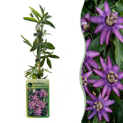 Passiflore 'Lavender Lady' (Passiflora) - grimpante fleurie exotique