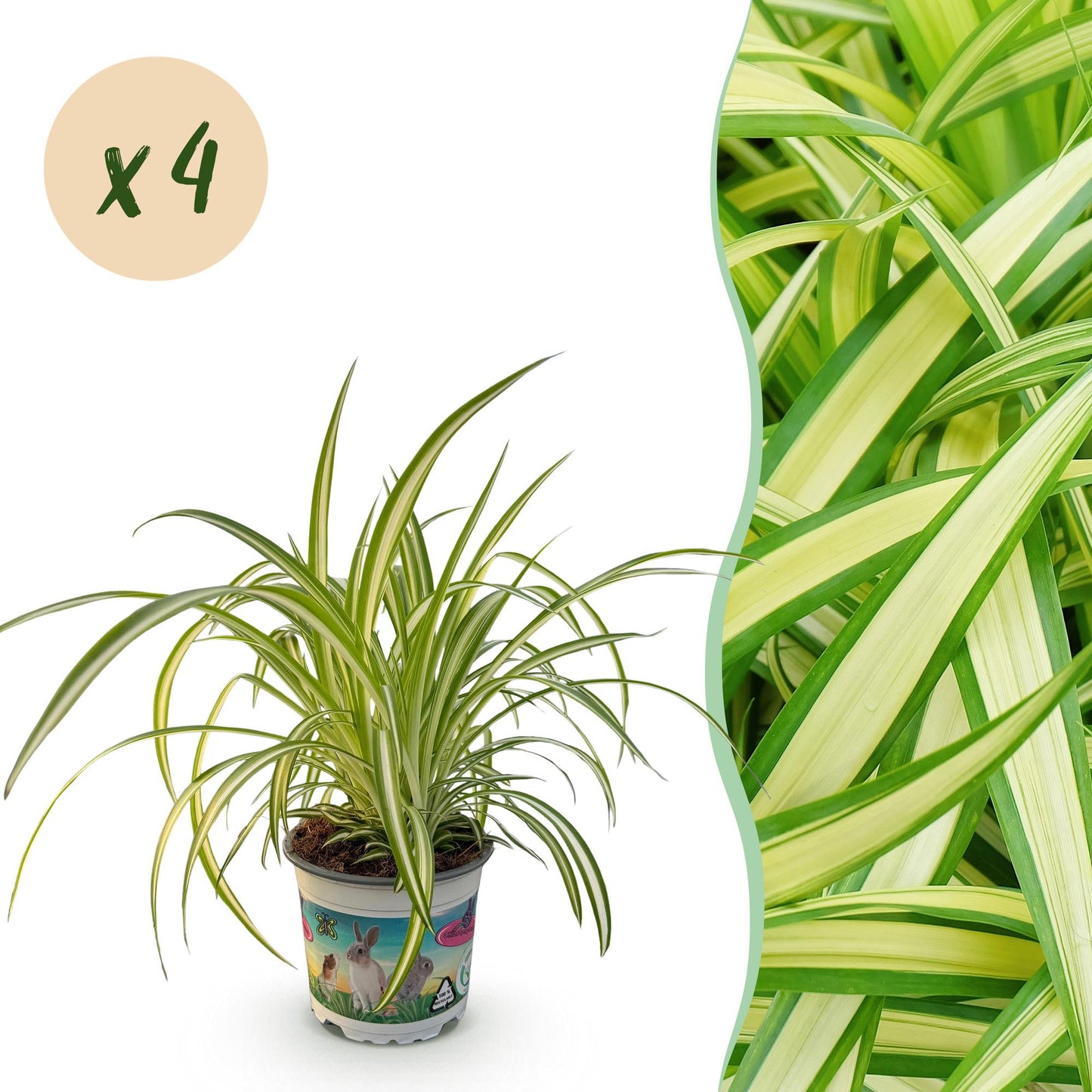 Un pot de 12cm contenant une belle Chlorophytum comosum Variegatum herbe à chat, avec son feuillage panaché vert et crème