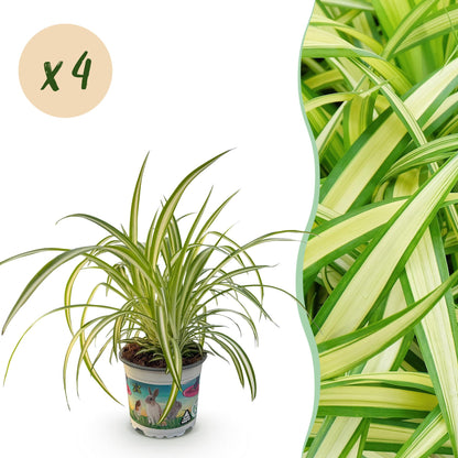 Un pot de 12cm contenant une belle Chlorophytum comosum Variegatum herbe à chat, avec son feuillage panaché vert et crème