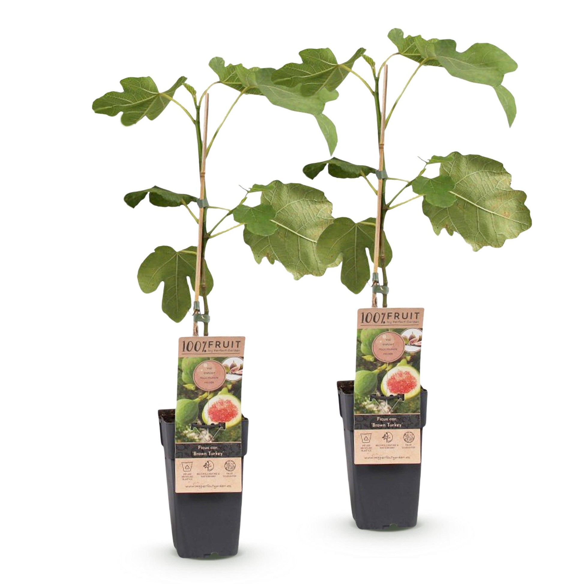 Ficus carica Brown Turkey : Deux jeunes plants de figuier en pot sur fond blanc, prêts à être plantés, avec leurs étiquettes d'identificatio