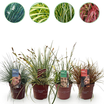 Graminées de différentes variétés, dont des plants bleus, jaunes et verts, en pot sur fond blanc. Chaque pot a une étiquette produit.