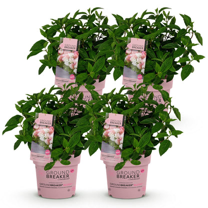 Hortensia Groundbreaker Blush : 6 plants en pot de 14cm alignés sur fond blanc, prêts à être plantés, avec leurs étiquettes roses visibles.