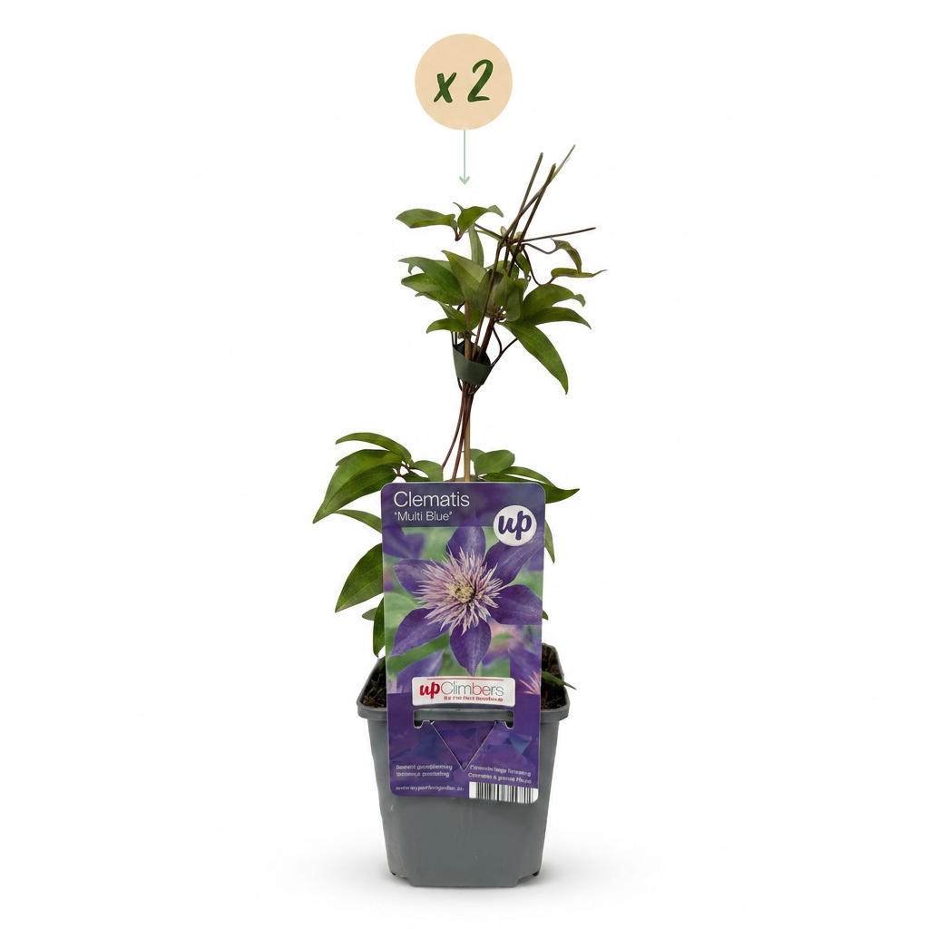 Clématite 'Multi Blue' - lot de 2 plants, pot Ø9 cm