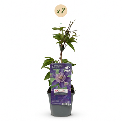 Clématite 'Multi Blue' - lot de 2 plants, pot Ø9 cm