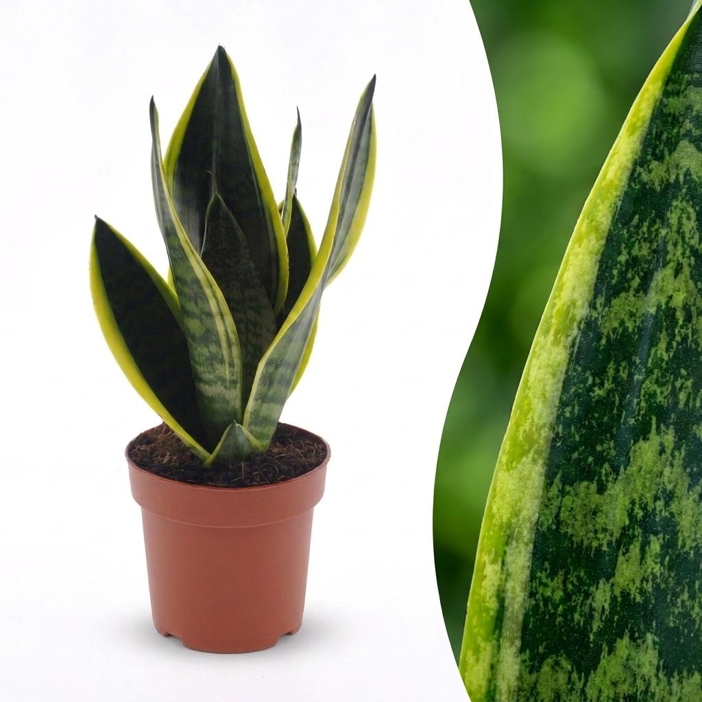 Cette plante Sansevieria Futura Superba, aussi appelée Langue de belle-mère, présente des feuilles vert foncé bordées de jaune vif dans un