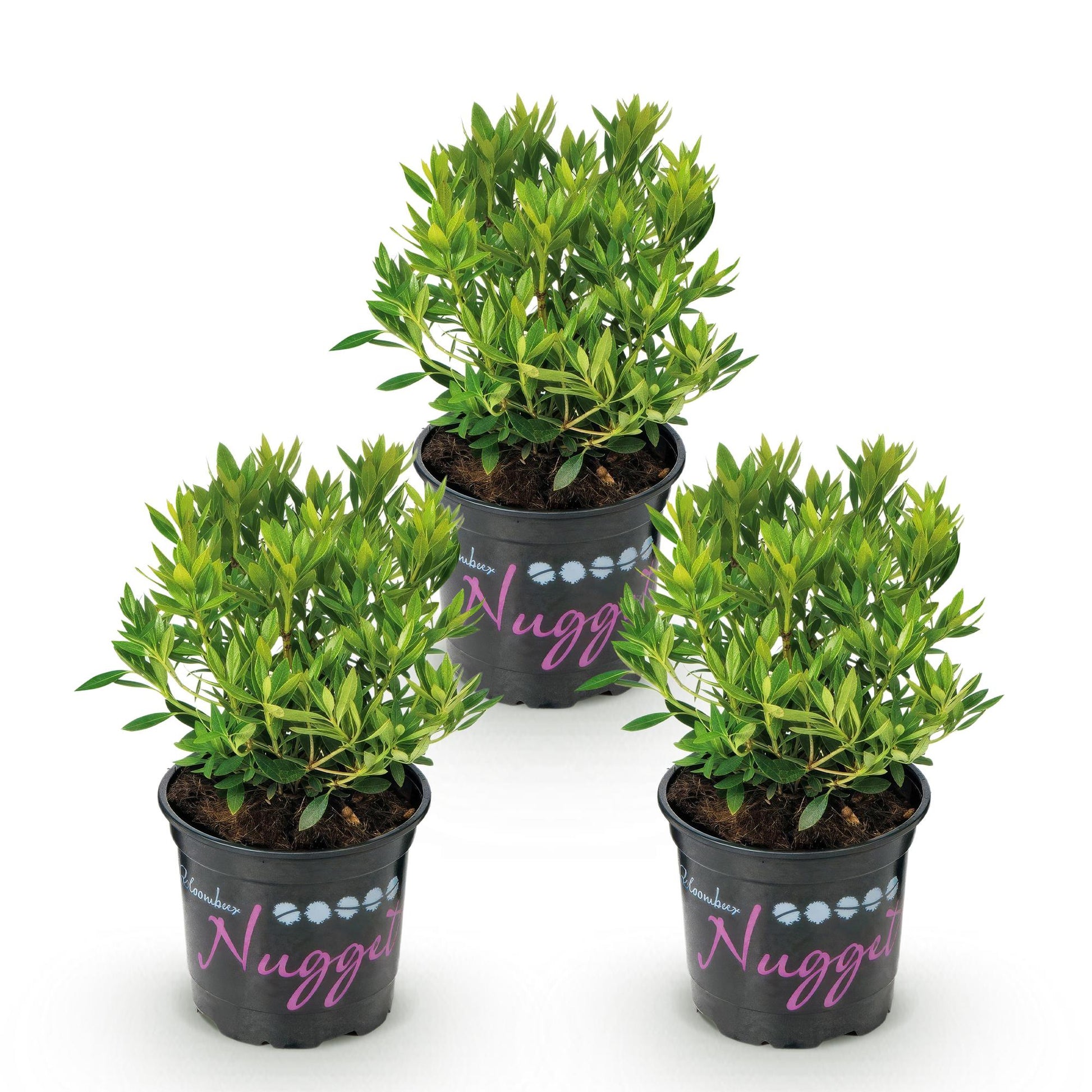 Rhododendron Bloombux rose clair. Trois plants en pot noir, feuillage vert dense, disposés en triangle sur fond blanc.
