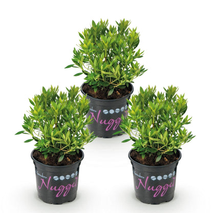 Rhododendron Bloombux rose clair. Trois plants en pot noir, feuillage vert dense, disposés en triangle sur fond blanc.