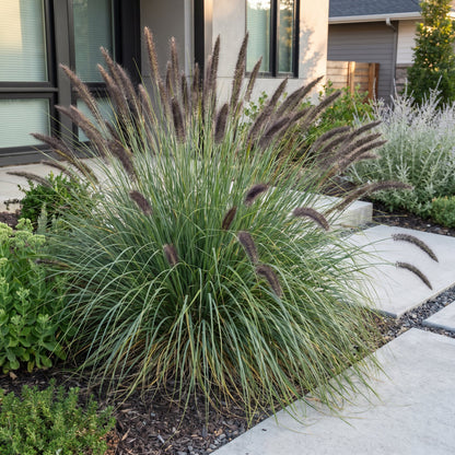 Pennisetum alop. 'Black Beauty', herbe aux lampes. Une touffe d'herbe à la croissance dense et aux épis marron foncé.