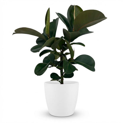 Ficus Elastica Cloe plante caoutchouc en pot 19cm, feuillage vert bronze luisant, hauteur 65cm