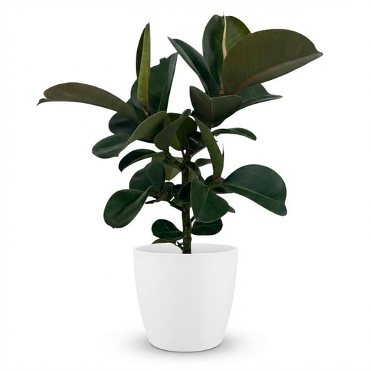 Ficus Elastica Cloe plante caoutchouc en pot 19cm, feuillage vert bronze luisant, hauteur 65cm