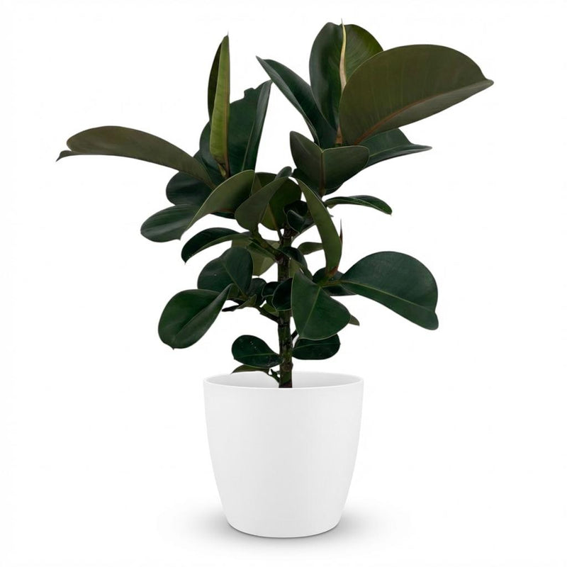 Caoutchouc - Ficus Elastica Cloe - Pot de 19cm - Hauteur 65cm