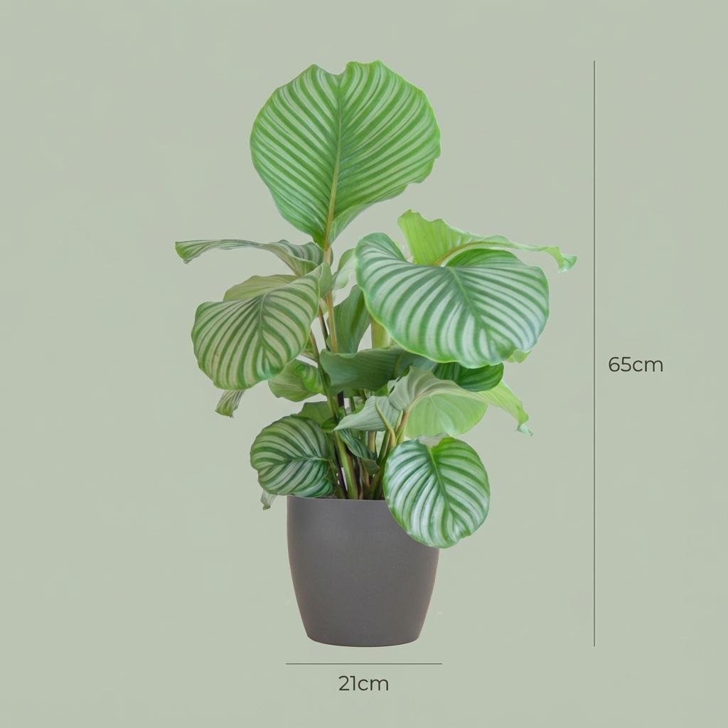 Calathe Orbifolia avec Potter Gris - 65cm - Ø21