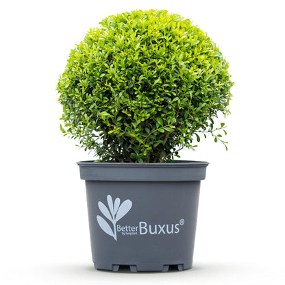 BetterBuxus Skylight en pot de 26cm, une boule de buis vert résistant à la mildiou sur fond blanc, prêt à planter.