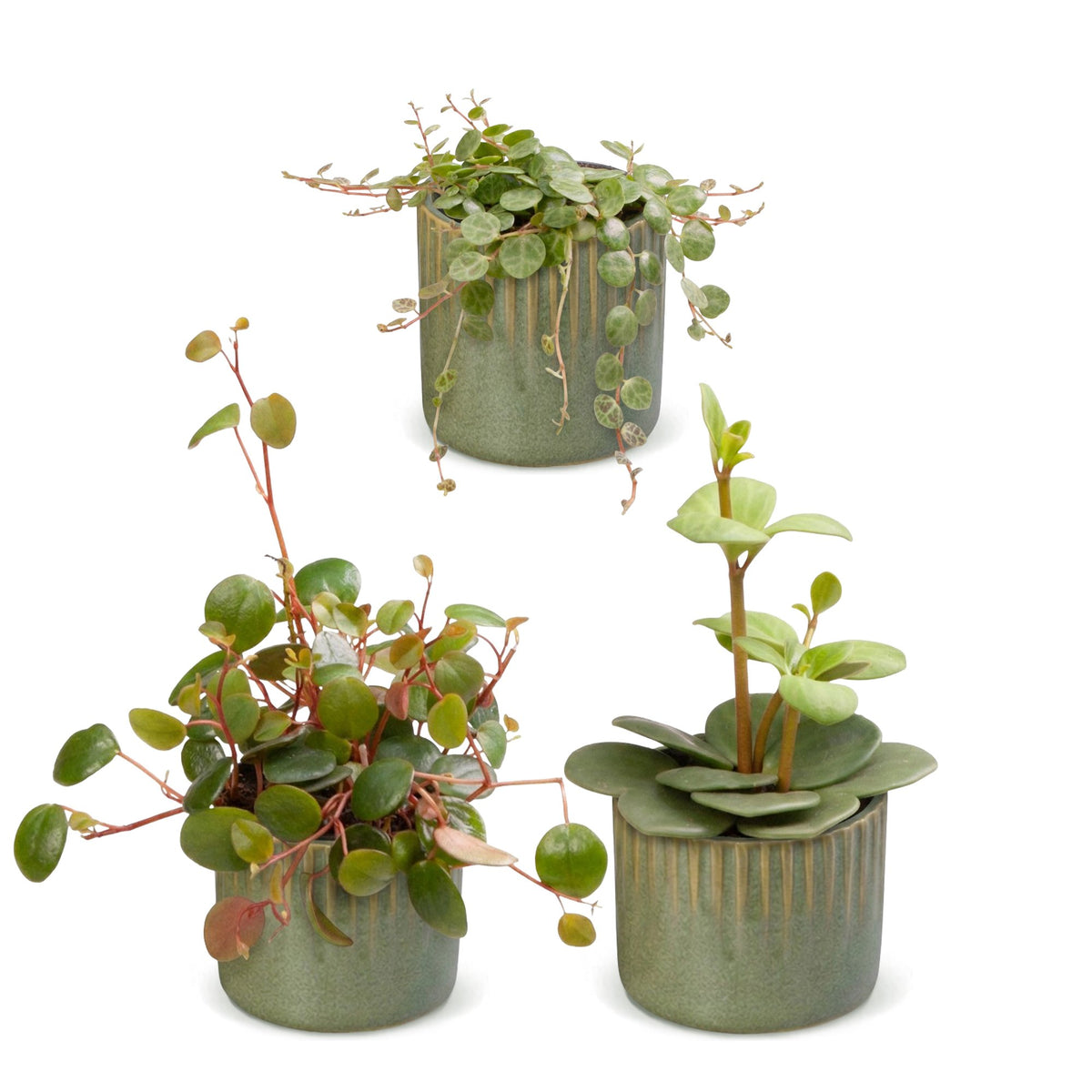 Bébés Peperomia en pot de 6 cm, cache-pot vert olive