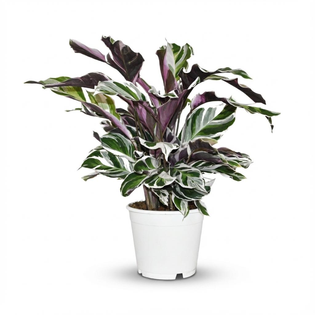Calathea Fusion White en pot de 14 cm, feuilles vertes marbrées de blanc crème au revers violet